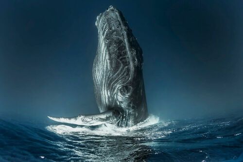 Immerse yourself in our most beautiful photographs from the ocean depths.