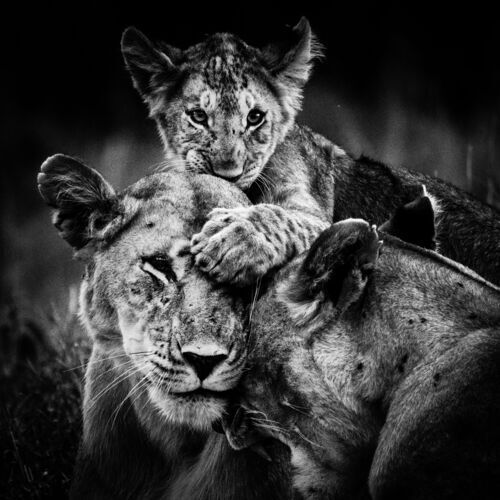 Fascinating wildlife