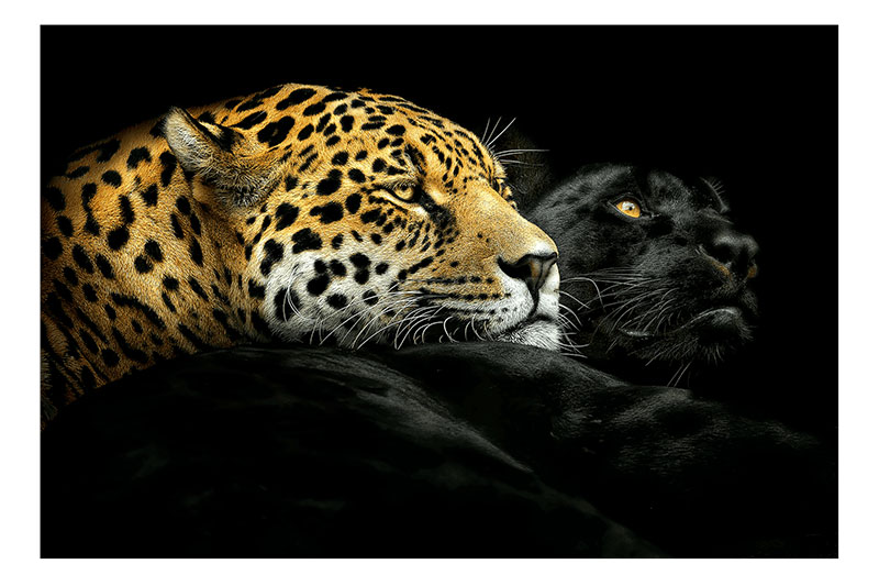 EBONY AND IVORY