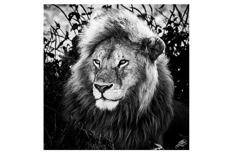 LE ROI SAGE