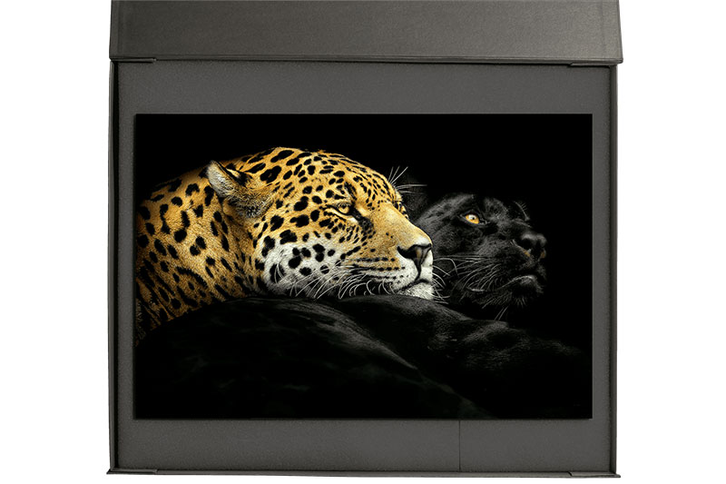 EBONY AND IVORY
