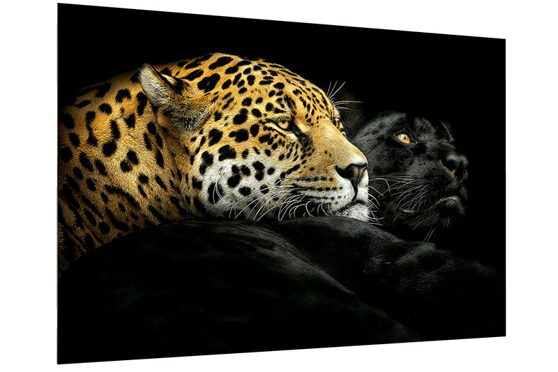 EBONY AND IVORY